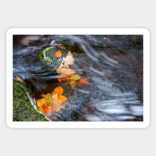 Autumn leaves, Peak District Sticker